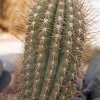 Helianthocereus_pasacana